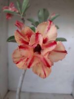 Planta Dobrada 2028 – 30cm – 01 ano