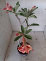 Planta Dobrada 2028 – 30cm – 01 ano - Imagem 4
