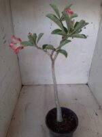 Planta Dobrada 2028 – 30cm – 01 ano - Imagem 5