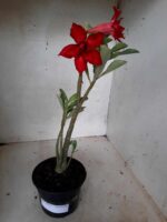 Planta Dobrada 2056 – 30cm – 01 ano - Imagem 2