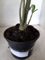 Planta Dobrada 2056 – 30cm – 01 ano - Imagem 5