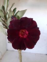 ENXERTO 11284 - 25cm (cor LM 337) - Imagem 5