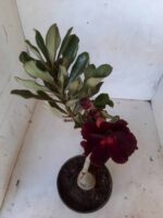 ENXERTO 11284 - 25cm (cor LM 337) - Imagem 3