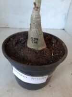 ENXERTO 11284 - 25cm (cor LM 337) - Imagem 6