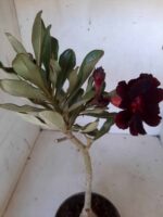 ENXERTO 11284 - 25cm (cor LM 337) - Imagem 4