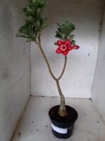 ENXERTO 11299 - 30cm (cor LM 330) - Imagem 2