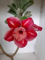 ENXERTO 11299 - 30cm (cor LM 330)