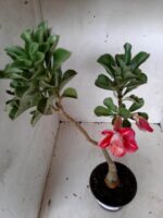 ENXERTO 11299 - 30cm (cor LM 330) - Imagem 4