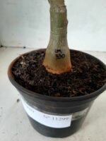 ENXERTO 11299 - 30cm (cor LM 330) - Imagem 6