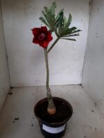 ENXERTO 11305 - 25cm (cor LM 894) - Imagem 2