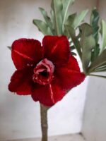 ENXERTO 11305 - 25cm (cor LM 894)