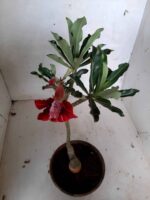 ENXERTO 11305 - 25cm (cor LM 894) - Imagem 4