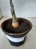 ENXERTO 11305 - 25cm (cor LM 894) - Imagem 6