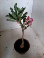 ENXERTO 11305 - 25cm (cor LM 894) - Imagem 5