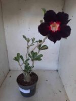 Planta Simples 2029 – 30cm – 02 anos - Imagem 2