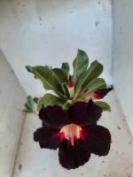 Planta Simples 2029 – 30cm – 02 anos - Imagem 4