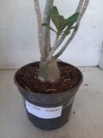 Planta Simples 2029 – 30cm – 02 anos - Imagem 6