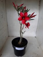 Planta Simples 2053 – 30cm – 02 anos - Imagem 2