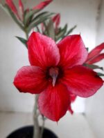 Planta Simples 2053 – 30cm – 02 anos