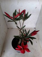 Planta Simples 2053 – 30cm – 02 anos - Imagem 4