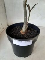 Planta Simples 2053 – 30cm – 02 anos - Imagem 7