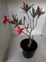 Planta Simples 2053 – 30cm – 02 anos - Imagem 6