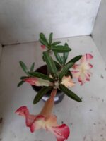 Planta Simples 2054 – 25cm – 01 ano - Imagem 7