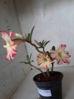 Planta Simples 2054 – 25cm – 01 ano - Imagem 6