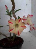 Planta Simples 2054 – 25cm – 01 ano - Imagem 3