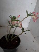 Planta Simples 2054 – 25cm – 01 ano - Imagem 5