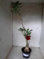 Planta Simples 2064 – 30cm – 02 anos - Imagem 2