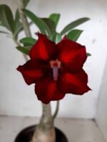 Planta Simples 2064 – 30cm – 02 anos