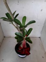 Planta Simples 2064 – 30cm – 02 anos - Imagem 4