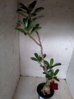 Planta Simples 2064 – 30cm – 02 anos - Imagem 9