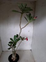 Planta Simples 2064 – 30cm – 02 anos - Imagem 6