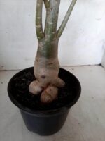 Planta Simples 2064 – 30cm – 02 anos - Imagem 5