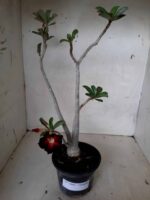 Planta Simples 2066 – 30cm – 02 anos - Imagem 2