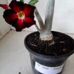 Planta Simples 2066 – 30cm – 02 anos