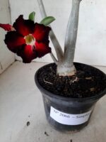 Planta Simples 2066 – 30cm – 02 anos