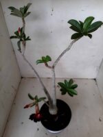 Planta Simples 2066 – 30cm – 02 anos - Imagem 6