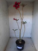 Planta Simples 2088 – 35cm – 02 anos - Imagem 2