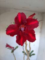 Planta Simples 2088 – 35cm – 02 anos