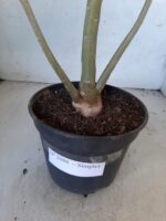 Planta Simples 2088 – 35cm – 02 anos - Imagem 6