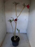 Planta Simples 2088 – 35cm – 02 anos - Imagem 5