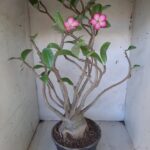 Planta ARABICUM 142 – 40cm – 04 anos