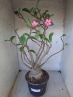 Planta ARABICUM 142 – 40cm – 04 anos