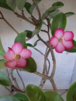 Planta ARABICUM 142 – 40cm – 04 anos - Imagem 3