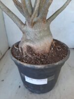 Planta ARABICUM 142 – 40cm – 04 anos - Imagem 11