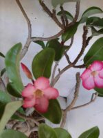 Planta ARABICUM 142 – 40cm – 04 anos - Imagem 5