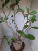 Planta ARABICUM 142 – 40cm – 04 anos - Imagem 10